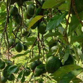 No Ship to CA, Dwarf HASS Avocado Tree Live Plant 1-2ft Tall, 3 Gallon Pot, Avocado Fruit Plant for Planting in Your Garden