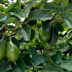Green Avocado Tree 3 Gallon Pot, Tropical Avocado Fruit Plant 1-2 Feet Tall, Sweet Juicy Fruit for Patio or Garden, No Ship to CA