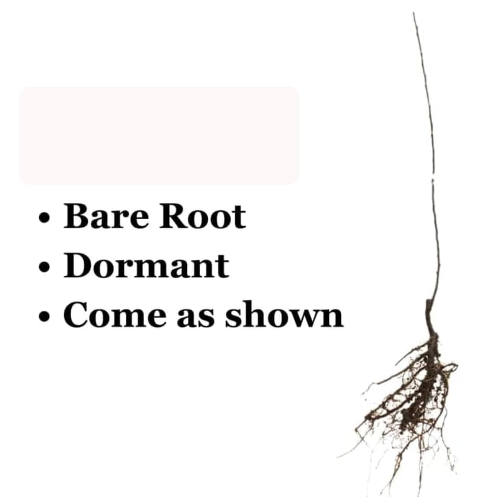Sweet Purple Plum Plant, 6-14" Tall Hardy Purple Plum Fruit Trees, Bare Root, Dormnt, Easy Grow in Home Orchard