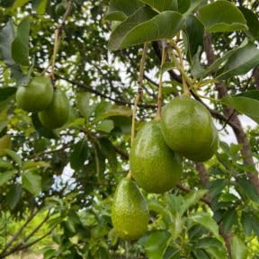 Black Avocado Tree 3 Gallon Pot, Small Avocado Fruit Plant 1-2 Feet Tall, Sweet Creamy Fruit for Growing, No Ship to CA