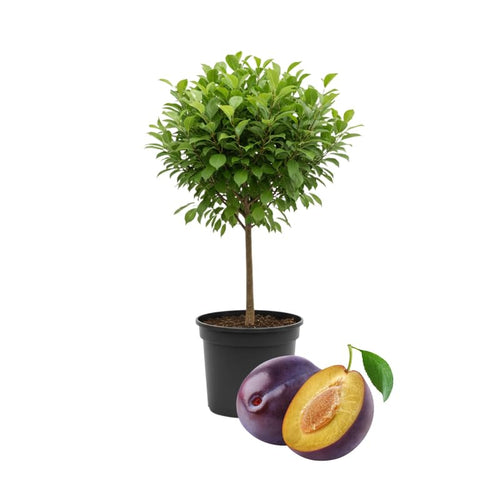 2-3 Years Old Plum Tree, High Yielding Sweet Plum Plant Live, Perennial Fruit Tree for Outdoor Planting