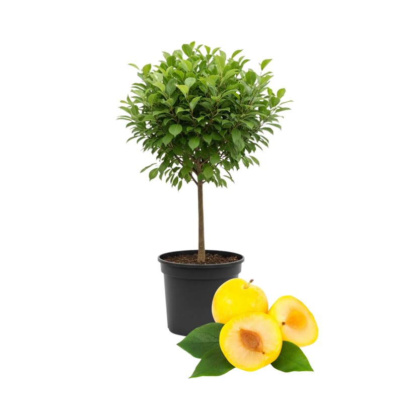 2-3 Years Old Plum Tree, High Yielding Sweet Plum Plant Live, Perennial Fruit Tree for Outdoor Planting