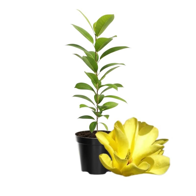Magnolia Tree Live Plant in 4-8 Inches,Fragrant Spring Blooms, Hardy Perennial Magnolia Flowers Potted Ready to Grow