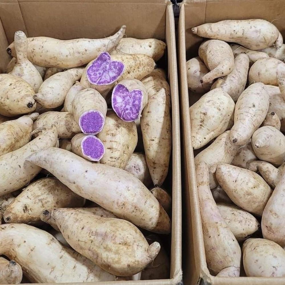 10 Okinawa Purple Sweet Potato Slips for Planting