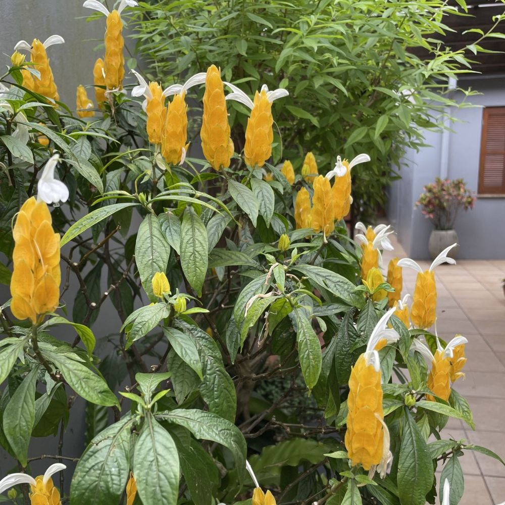 Set 2 Yellow Shrimp Live Plant 4-7 Inches Tall, Rare Shrimp Plant Live, Vibrant Flower Starter Plant for Garden, Well Rooted for Planting, No Pot