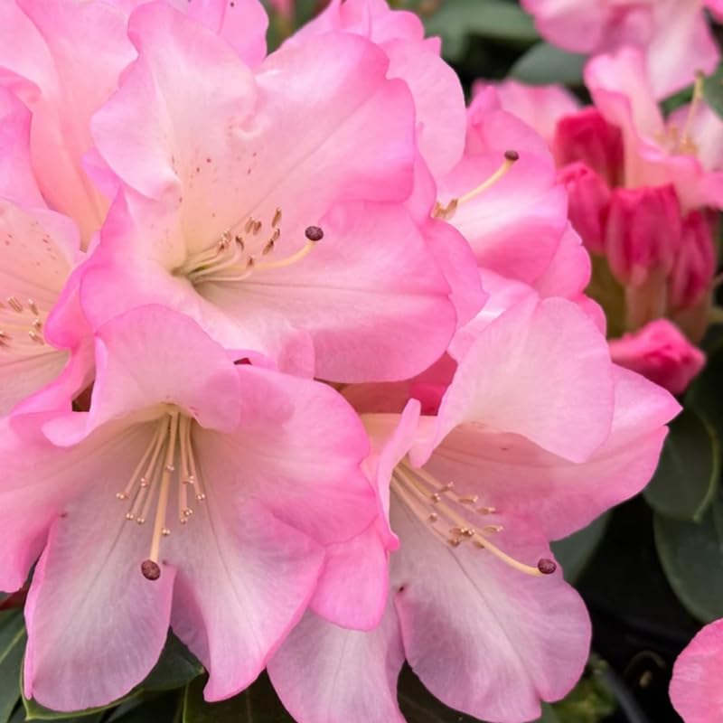 Pink Yellow Rhododendron Plant Live, Azalea Plants, Rhododendron Azalea Bushes Ready to Plant, Full Sun Outdoor Plants