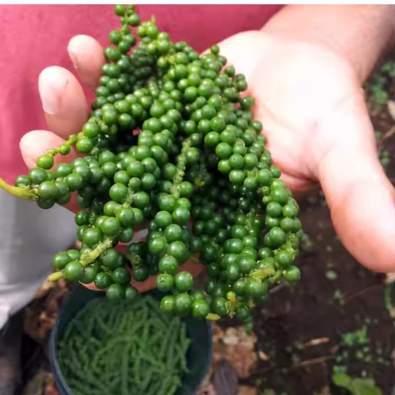 Piper Nigrum Tree Live Plant, Black Pepper Plant Live from 4 to 6 Inches Tall, Well Rooted, Pepper Herb Plant