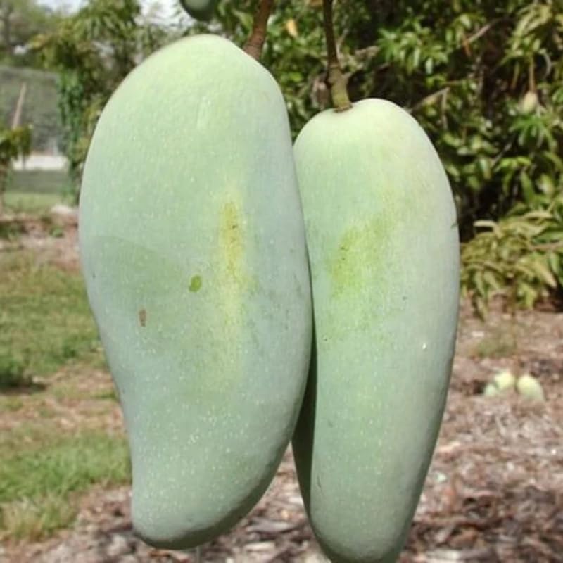 Green Mango Tree Live Plant Grafted, 2–3 Feet Tall in 3 Gallon Pot, Sweet Tropical Mango Fruit Tree