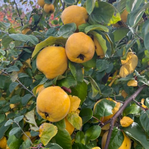 Yellow Quince Tree Live Plant, 2–3 Ft Tall, 2–3 Years Old, Cold Hardy Fruit Tree for Backyard and Garden Planting