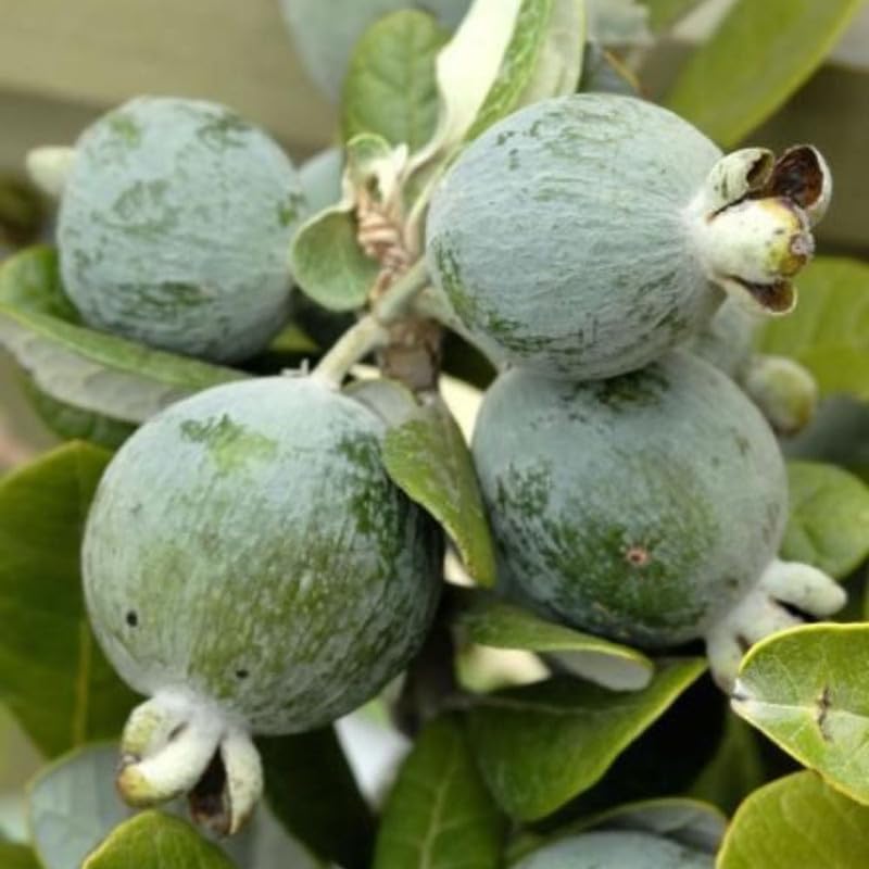 Pineapple Guava Fruit Tree 20-24 Inch Tall, Pineapple Guava Fruit Tree Plant Live for Planting in Garden, 1 Gallon Pot, No Ship to CA
