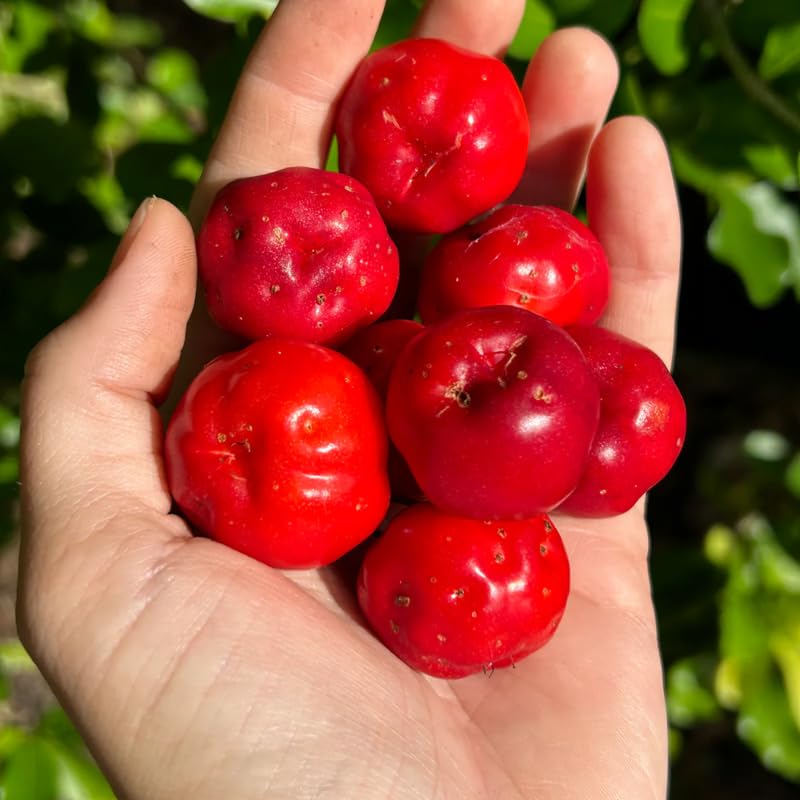4-6" Barbados Cherry Tree Live Plant, High Yielding Sweet Cherry Tree, No Pot, Cold Hardy, Outdoor Planting