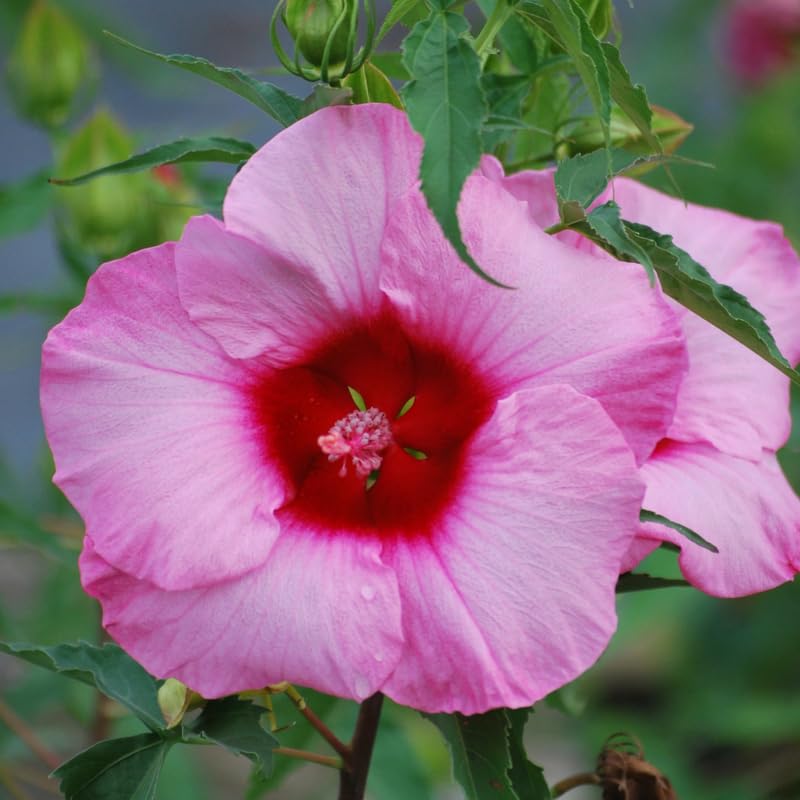 3 Hardy Hibiscus Plants Live, Well Rooted Hibiscus Flower 4-7'' Tall, Flowering Shrub for Garden or Containers Planting (Pink with Red Center)