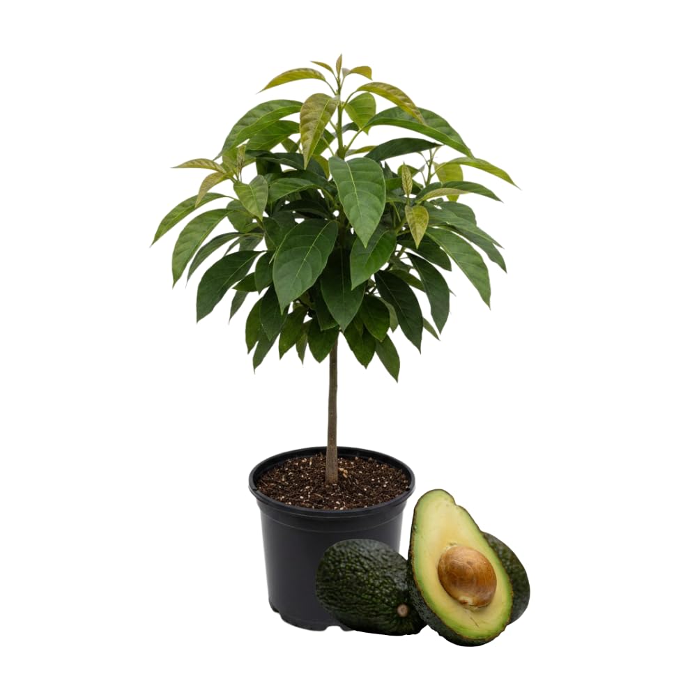 Avocado Tree Live Plant, HASS Avocado Plants Live in 3 Gallon Pot, Cold Hardy Fruit Tree for Outdoor Growing
