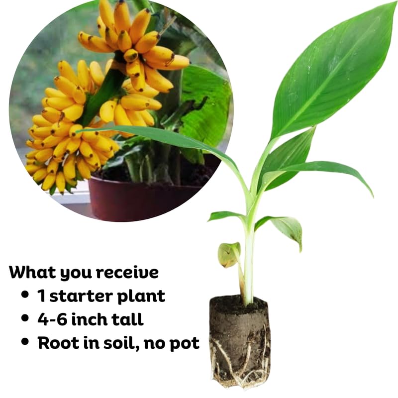 Truly Tiny Banana Plant, Banana Trees Live Plants, 4-6" Tropical Fruit Tree for Home Garden, Patio and Container Growing