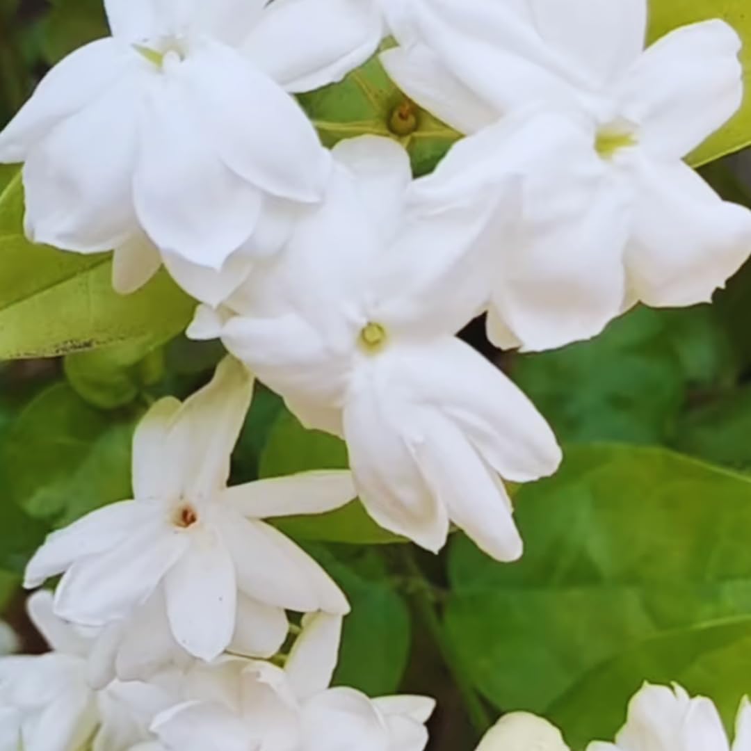 3 Jasmine Plants Live, 5 to 8 Inches Tall, Sambac Arabian Jasmine Vine Plant for Gardening and Outdoor Patio