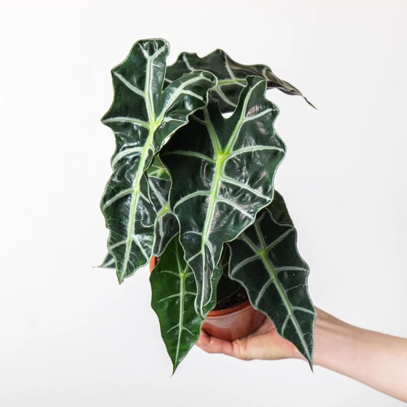 Alocasia Plant Live, Easy-Care Indoor Plant, Rare Alocasia Houseplant 4-8'' Tall for Planting, No Pot (Glossy Alocasia)