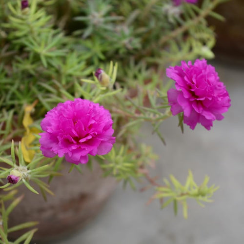 2 Pink Moss Rose Plants, Annual Portulaca Flowers for Garden, Hanging Baskets, Well Rooted Plugs 3-5 Inches