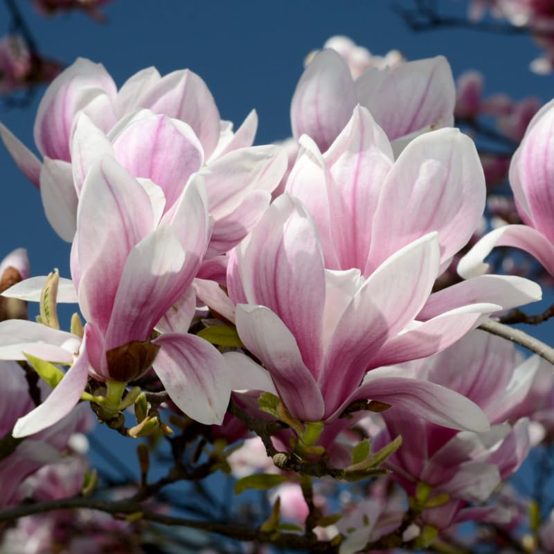 Jane Magnolia Tree Live Plant - 2-3 Ft Tall in 3 Gallon Pot - Pink Purple Flowering Magnolia for Outdoor Garden, No Ship to CA