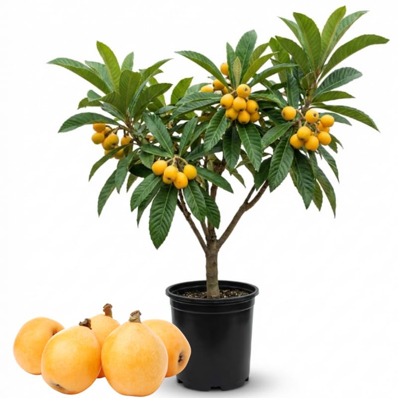 Loquat Tree Live Plant - 2-3 Ft Tall in 1 Gallon Pot, Sweet Loquat Fruit Tree for Outdoor Garden and Patio, No Ship to CA