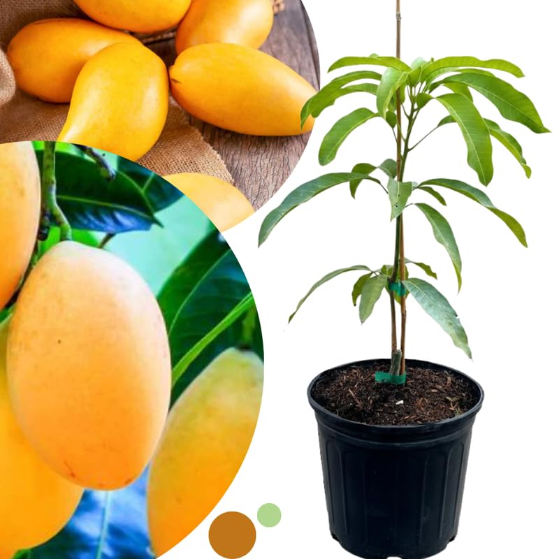 Honey Mango Tree Live Plant for Planting, Grafted Mango Plant in 3 Gallon Pot, Fast Growing Tropical Fruit Tree Seedlings