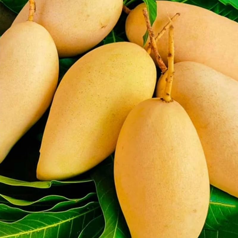 Yellow Mango Tree Live Plant Grafted, 2–3 Feet Tall in 3 Gallon Pot, Sweet Tropical Mango Fruit Tree