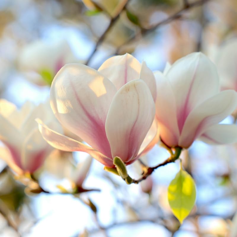Live Jane Magnolia Tree in 3 Gallon Pot, Vibrant Flowering Magnolia Plant for Garden Planting, Ornamental Tree for Yard, Borders or Landscape Growing, No Ship to CA