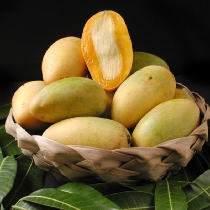 Lemon Mango Tree Live Plant, Fully Rooted in 3 Gallon Pot, Tropical Mango Fruit Tree for Indoor or Outdoor Growing