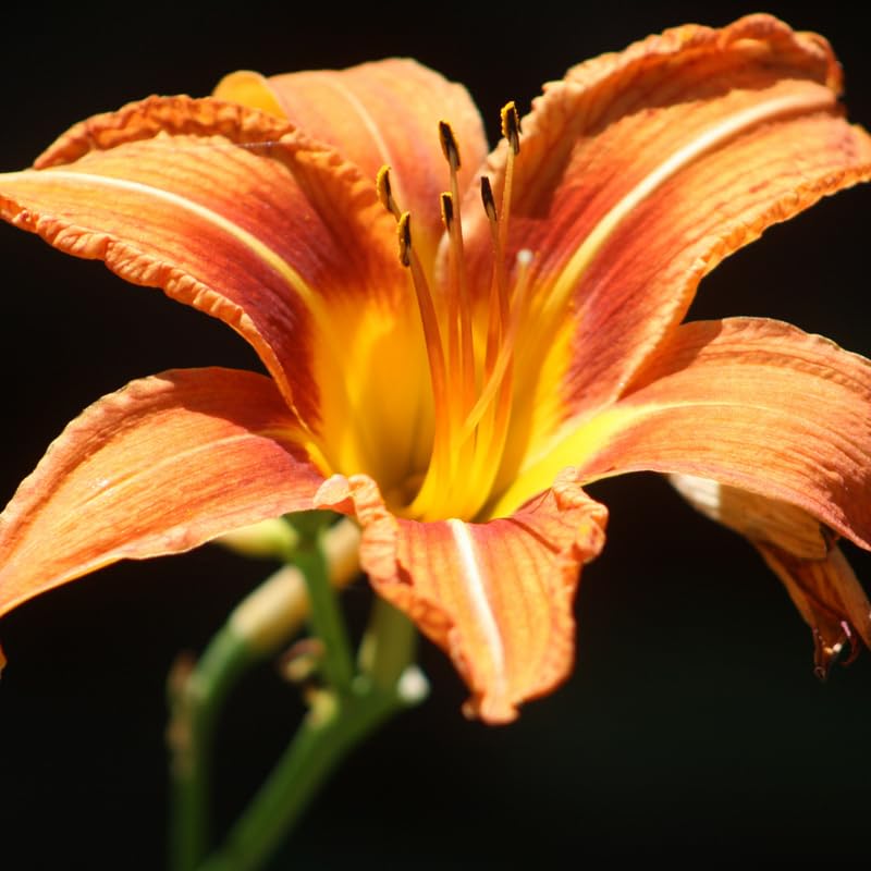 3 Orange Daylily Bulbs, Orange Daylilies Bulbs Flower, Daylily Flower for Growing