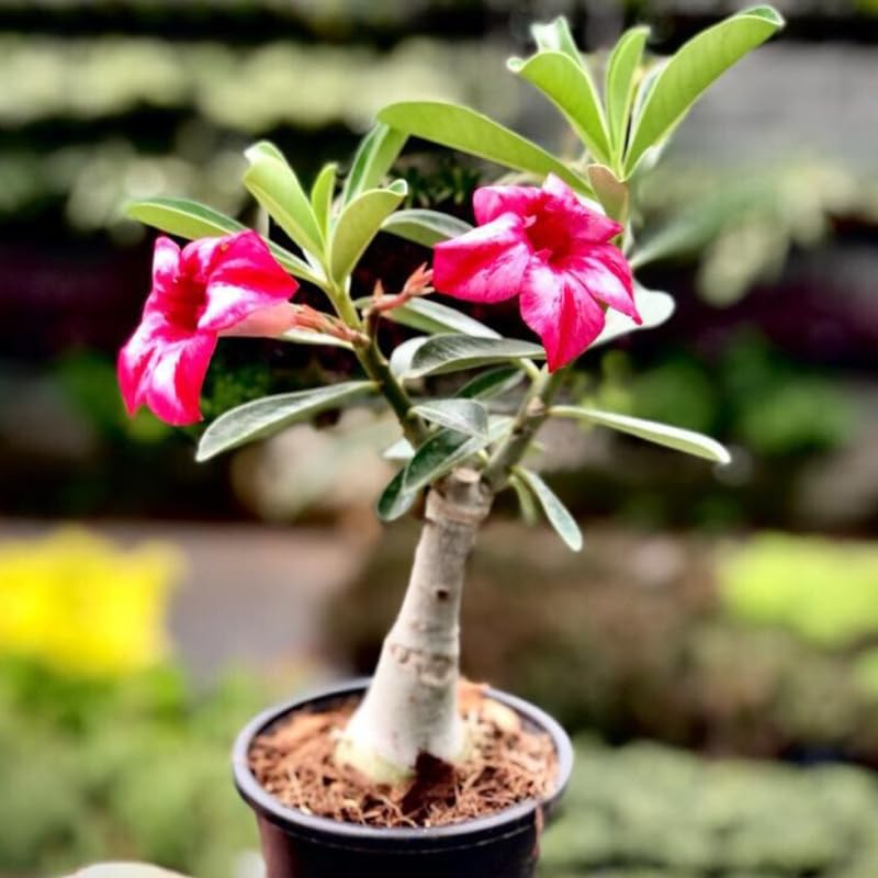 Pink Desert Rose Plant Live, Adenium Obesum Desert Rose Succulent Live Plant, 4-8 Inches Tall, Flowering Cactus