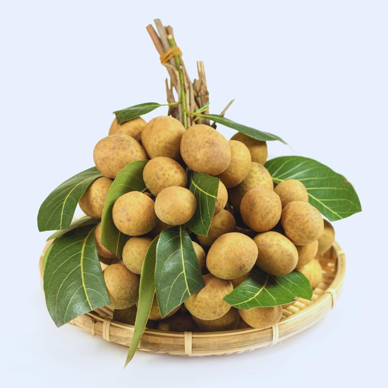 Longan Seeds for Planting Indoor, 40 Seeds, Sweet Fruit Seeds, 40 Seeds