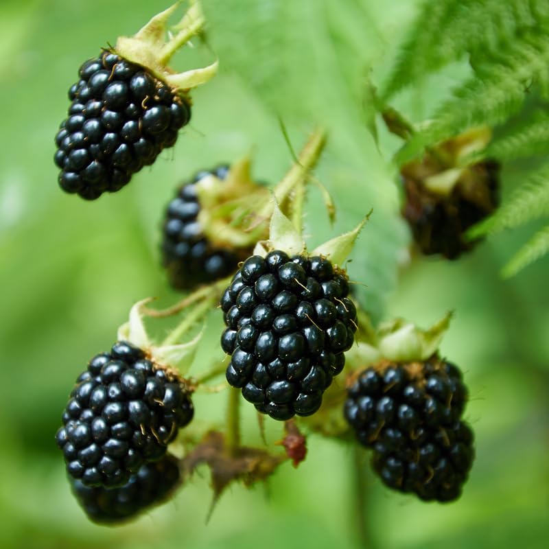 Pack 2 BlackBerry Plants Live, 4-8 Inch Tall, Ouachita Blackberries Fully Rooted High Yield Berry Plants for Outdoor Planting