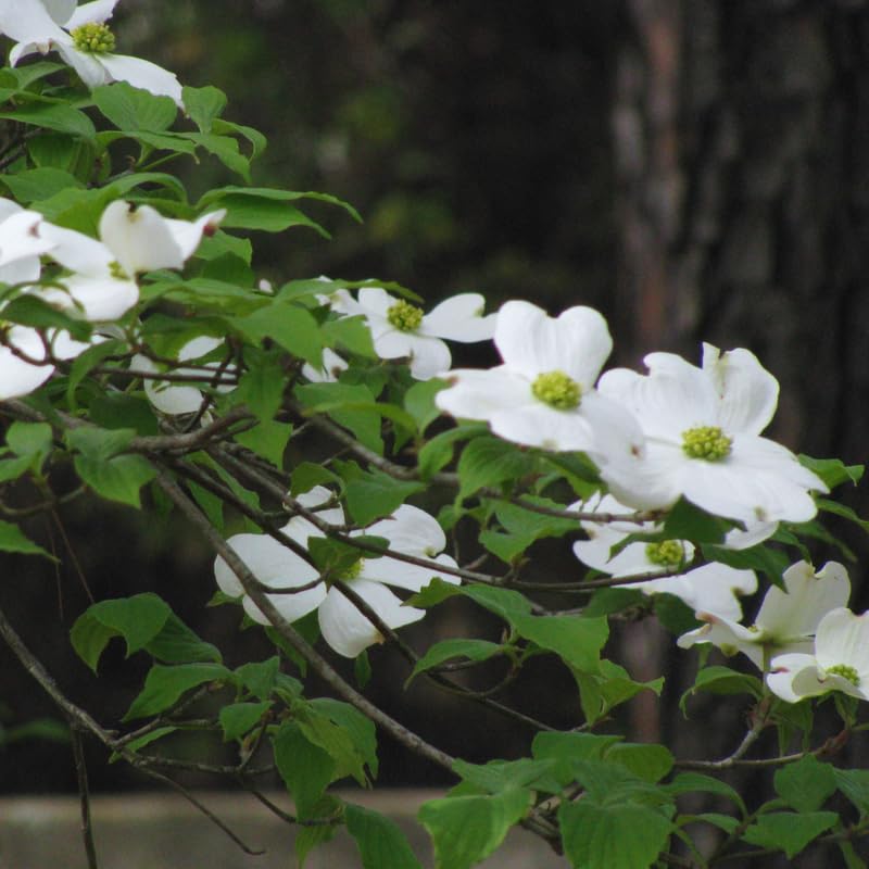 Dogwood Tree Live Plant, White Flowering Dogwood Tree Gardening, Quart Pot