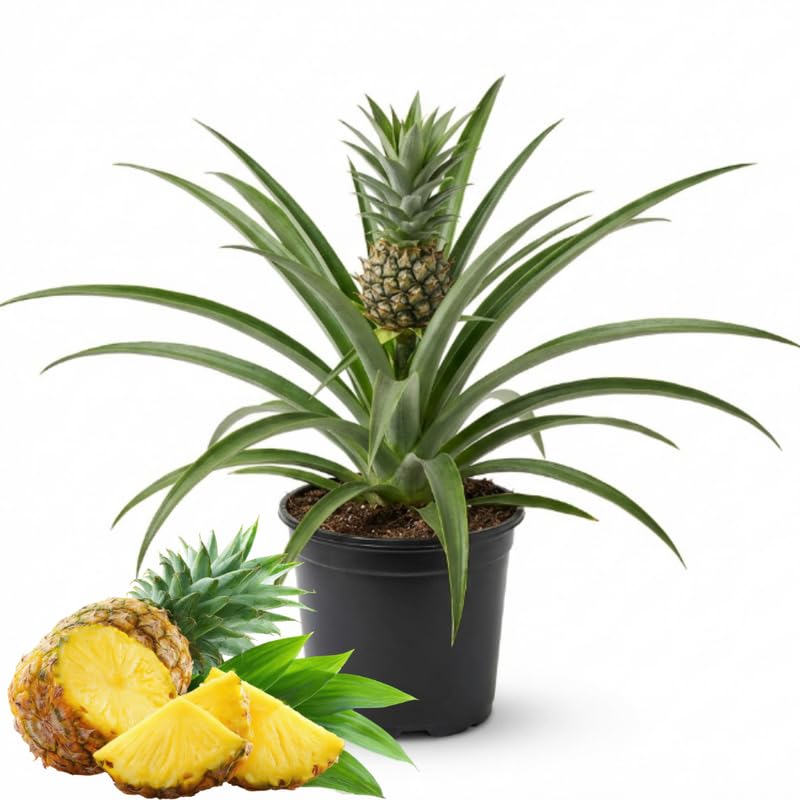 Sugarloaf Pineapple Plant, 1 Ft Tall in 1 Gallon Pot - Sweet White Pineapple for Patio, Indoor and Outdoor Growing, No Ship to CA