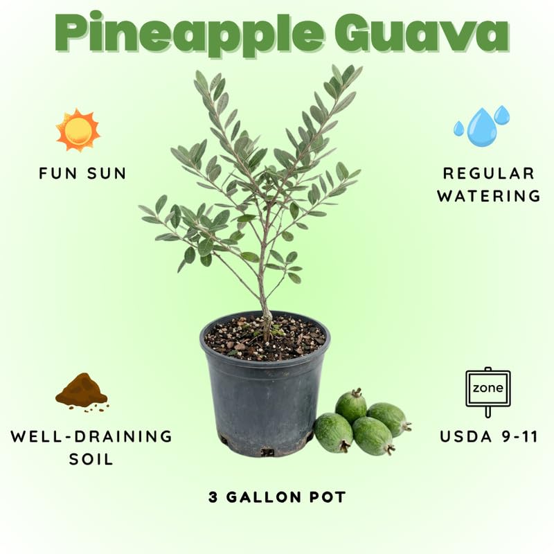 Pineapple Guava Tree Live Plant for Outdoor Planting, Guava Live Plant from 20-24" Inches Tall in 1 Gallon Pot, No Ship to CA