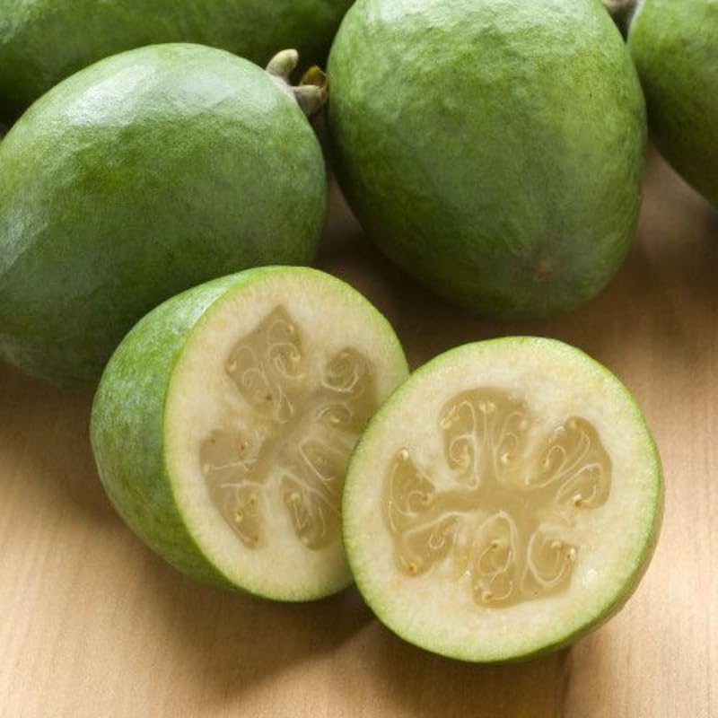 Pineapple Guava Tree - 3 Gallon Pot, 2-3 Ft Tall Live Plant Guava Tree for Planting, No Ship to CA