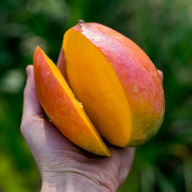 2 Years Old Mango Tree for Planting, Kent Mango Plant Grafted in 3 Gallon Pot, Sweet, Fast-Growing Tropical Tree Seedlings for Outdoor Garden