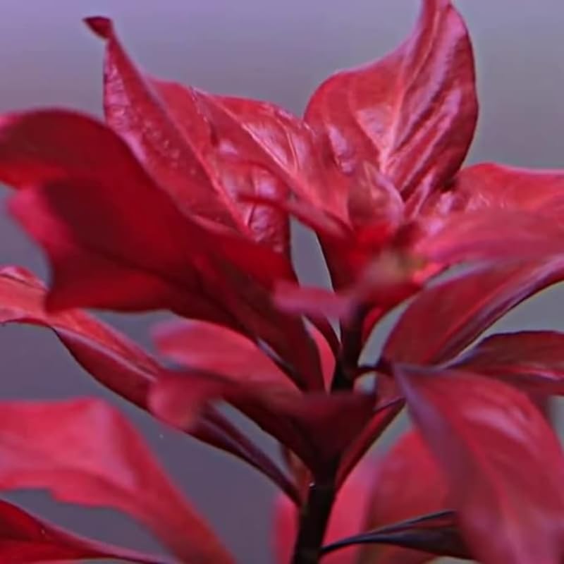 Ludwigia Aquarium Plants Live, 1 Bundle Aquatic Plants, No Root, 5 to 7 Stems, Live Aquarium Plants, Freshwater Aquarium for Planting, Leaves Dark Green to Brownish Red or Deep Red