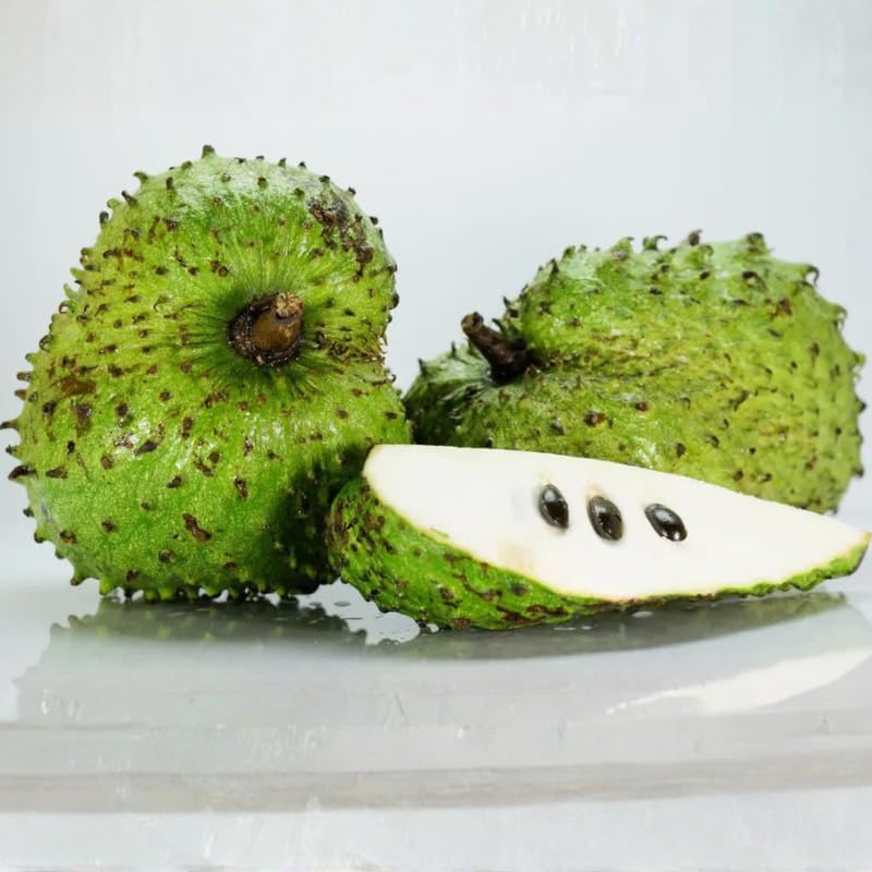 Live Soursop Tree Plant, Guanabana Soursop Tree, Hardy Tropical Plant, 2-3' in Height in 3 Gallon Pot for Growing, No Ship to CA