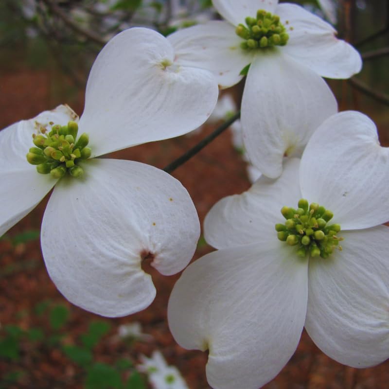 Dogwood Tree Live Plant, White Flowering Dogwood Tree Gardening, Quart Pot