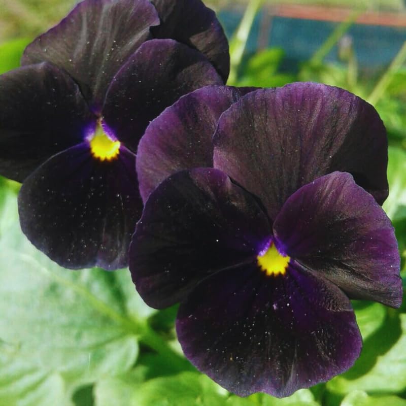 2 Pansy Plants Live, Flowering Pansies Viola Live, Pansy Live Plant from 3 to 6 Inches Tall