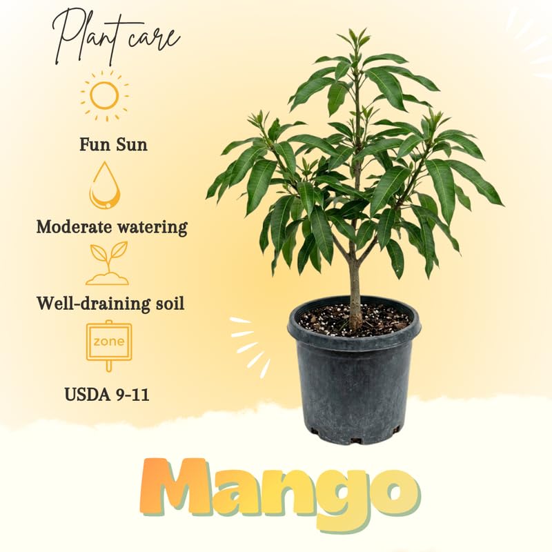 Sweet Yellow Mango Tree Live Plant, Tropical Mango Fruit Tree, Fully Rooted in 3 Gallon Pot, 2 to 3 Feet Tall for Outdoor Gardening, No Ship to CA