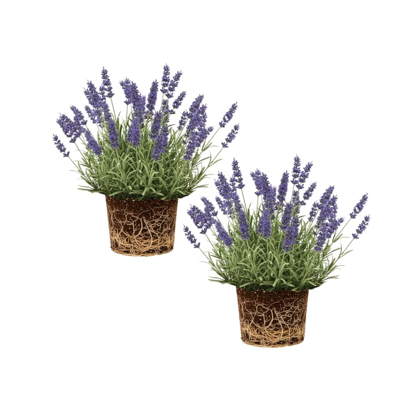 Set 2 Very Fragrant Lavender Plants Live, Fragrant Lavender Herb Plant for Border and Container Growing, Perennial Lavenders Plugs 3-5'' Tall