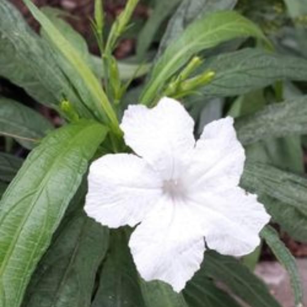 3 White Mexican Petunia Live Plants, Pink Petunia Flowers Seedlings, Petunias Live Plants, 4-8" Tall