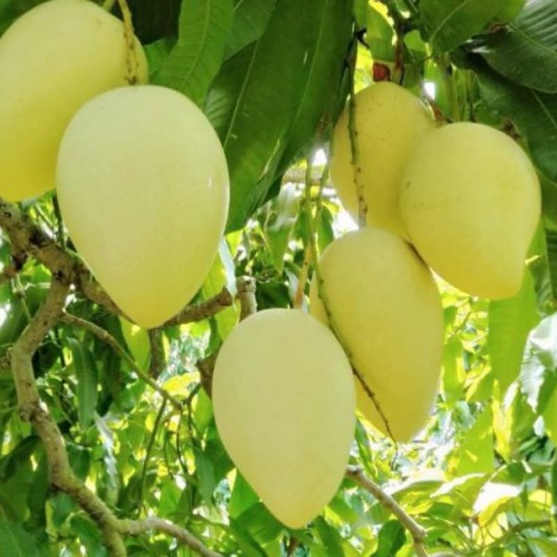 Lemon Mango Tree Live Plant, Fully Rooted in 3 Gallon Pot, Tropical Mango Fruit Tree for Indoor or Outdoor Growing