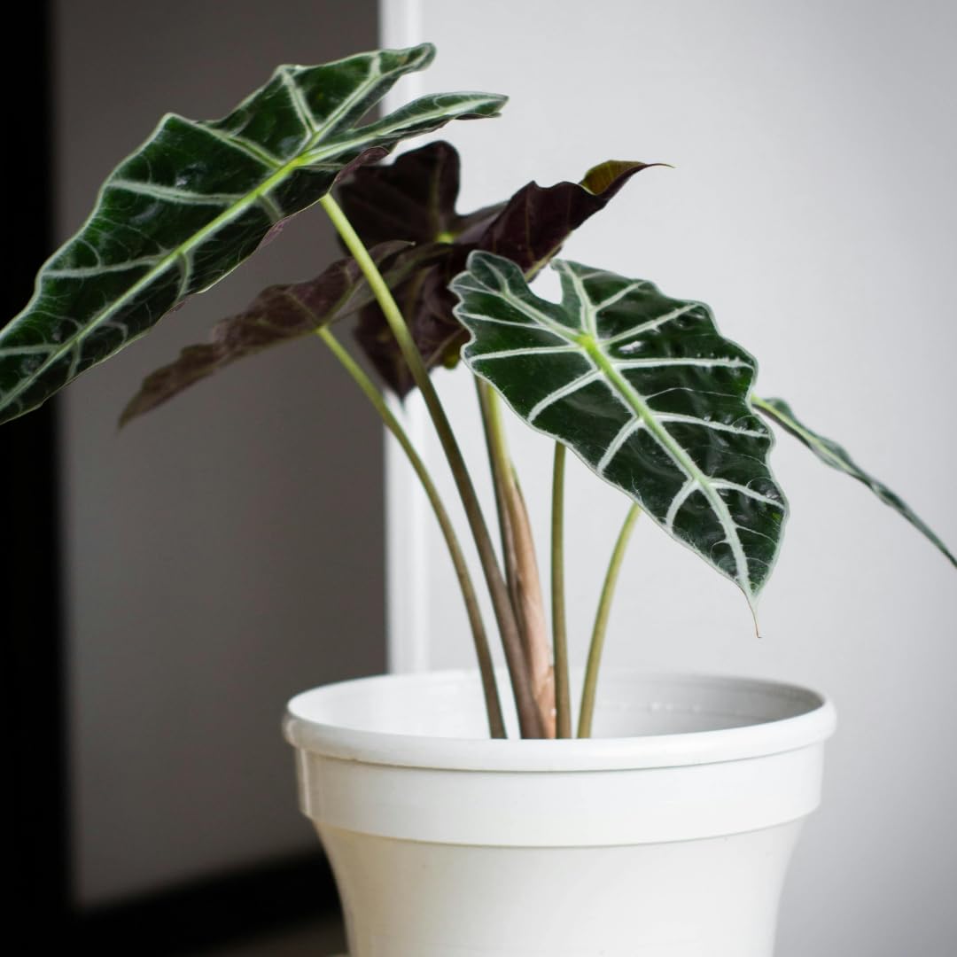 Live Alocasia Plant, Rare Alocasia Plant, Tropical Indoor Houseplant, 4-8 Inch Tall for Planting (Glossy Alocasia)