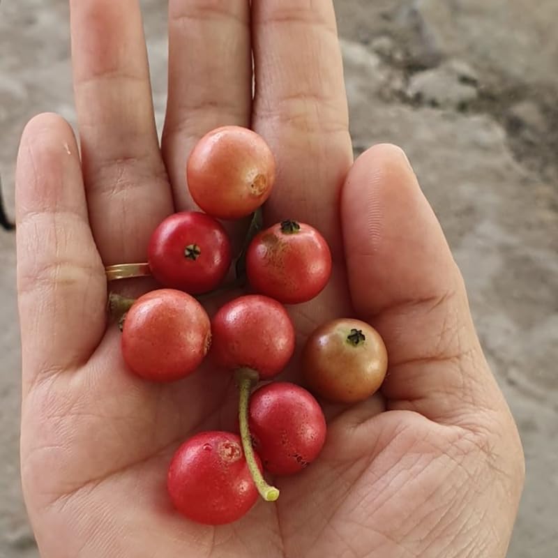 Rare Strawberry Jamaican Cherry Tree Live Plant, 4-6" Starter Tropical Fruit Tree, Sweet Berries, Easy to Grow, Cold Hardy