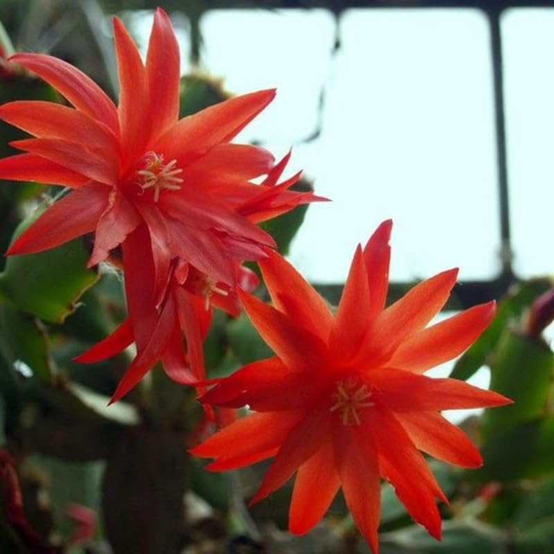 Easter Cactus Flowering Plants, Spring Easter Cactus, Live Indoor Houseplant, 4 to 6 Inches