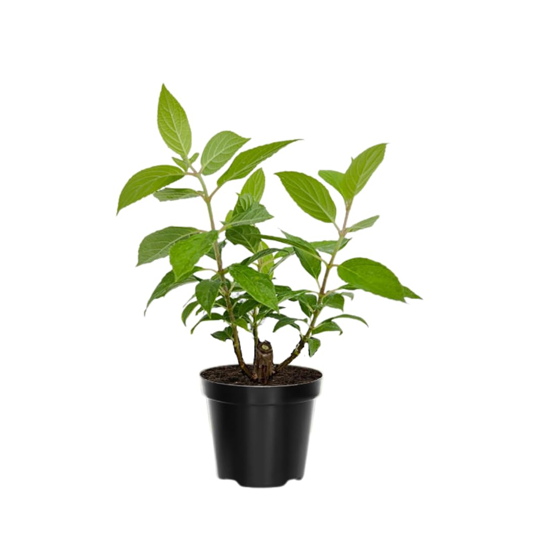 Hydrangea Plant Live, Lime Hydrangea Tree Live Plant for Planting, 5 to 7 Inc Long