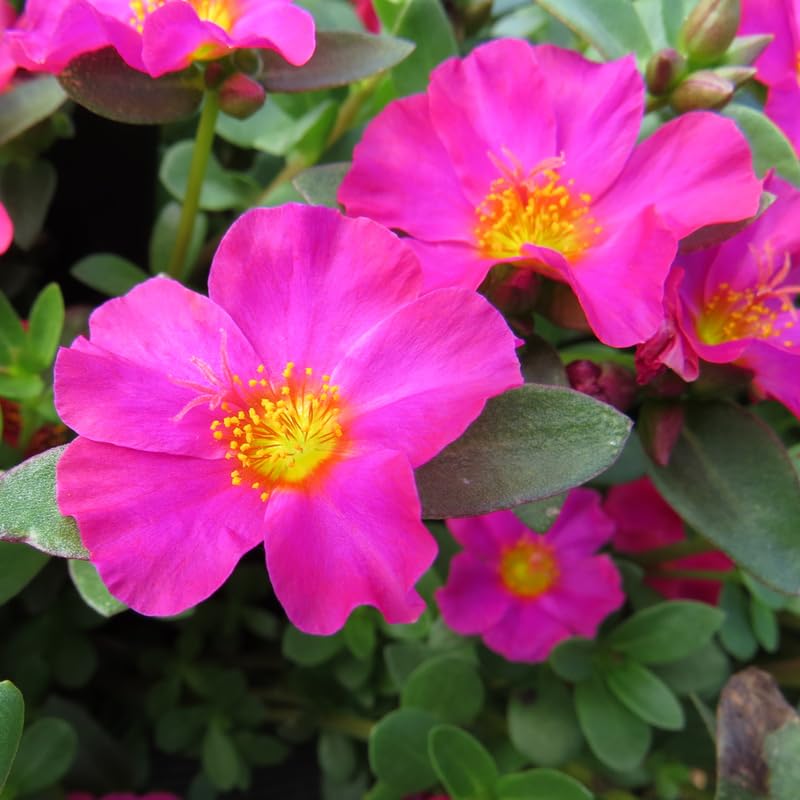 4 Light Pink Moss Rose Plants Live, Portulaca Ground Cover Flowers, 4-6 Inch Tall Plants for Garden or Containers