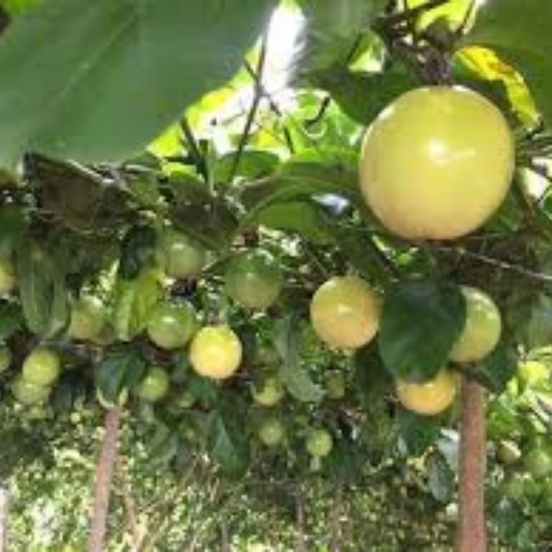 Yellow Passion Fruit Tree Live Plant, Passion Fruit Vine Plant, Passionfruit Live Plant, 3 to 5 Inches Tall, Grow The Patio and Garden
